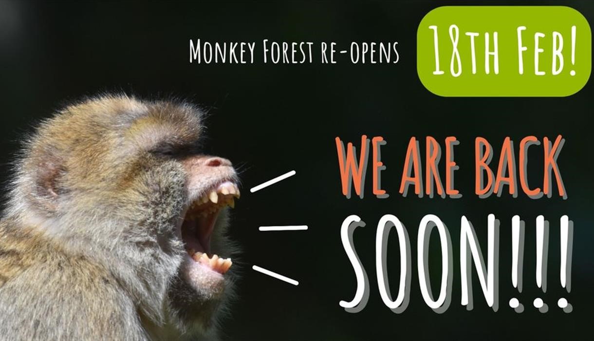 Trentham Monkey Forest reopens